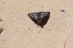 Synemon parthenoides