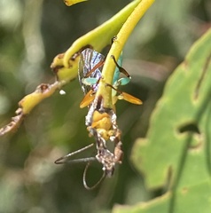 Theronia maculosa