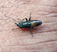 Idiella
