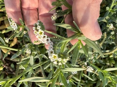 Heliotropium curassavicum