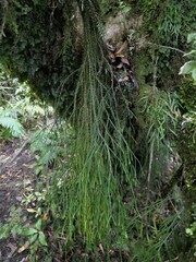 Phlegmariurus billardierei