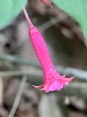 Fuchsia microphylla