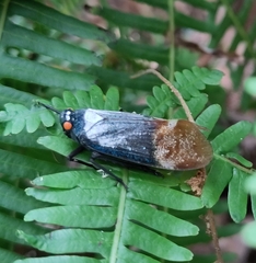 Penthicodes farinosus