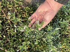 Heliotropium curassavicum