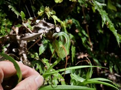 Pterostylis patens