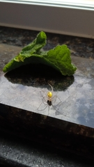 Theridiidae