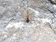 Scytodes longipes