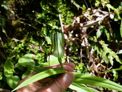 Pterostylis patens