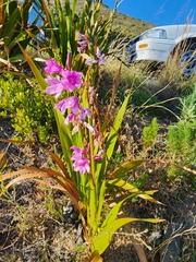 Watsonia borbonica