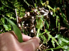 Pterostylis patens