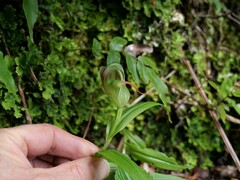 Pterostylis patens