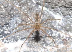 Scytodes longipes