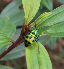 Chrysocoris