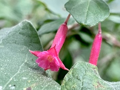 Fuchsia microphylla