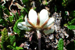 Dryas hookeriana