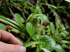 Pterostylis patens