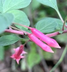 Fuchsia microphylla