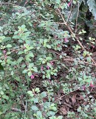Fuchsia microphylla