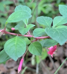 Fuchsia microphylla