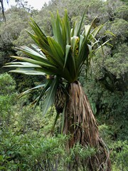 Cordyline indivisa