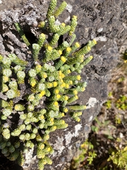 Helichrysum coralloides