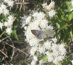 Echinargus isola