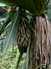 Cordyline indivisa
