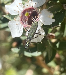 Eleale aspera