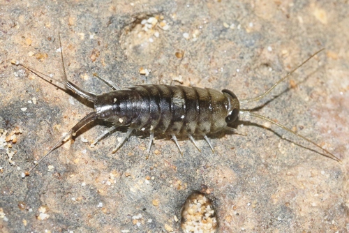 Ligia hawaiensis, 2022-12-09