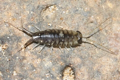 Ligia hawaiensis