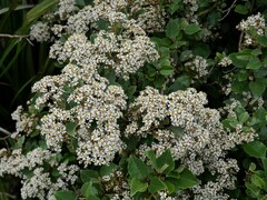 Olearia arborescens
