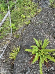 Polystichum munitum × scopulinum