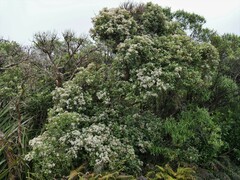 Olearia arborescens