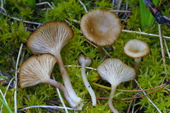 Arrhenia philonotis