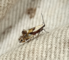 Mnesarchella
