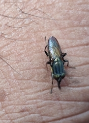 Idiella