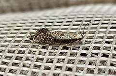 Mnesarchaeidae