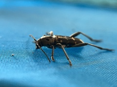 Xylotrechus smei