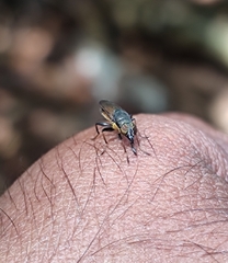 Idiella