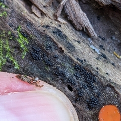 Rosellinia subiculata