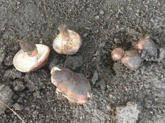 Tricholoma fracticum