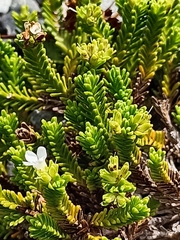 Veronica tetrasticha