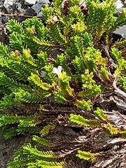 Veronica tetrasticha