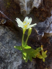 Epilobium glabellum