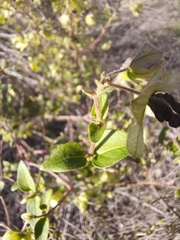 Mirabilis