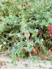 Bebbia atriplicifolia