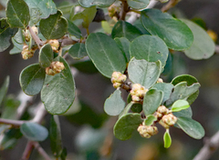 Ceanothus megacarpus