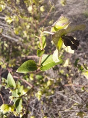 Mirabilis