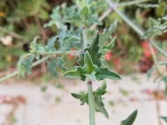 Bebbia atriplicifolia