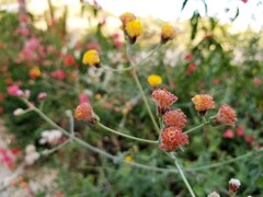 Bebbia atriplicifolia